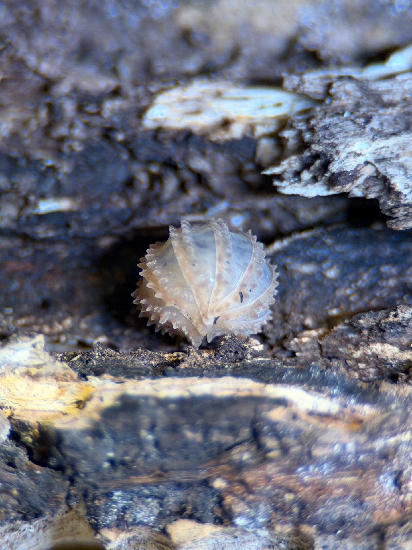 Cristarmadillidium Muricatum “Pineapple Spiky” - 10 ct