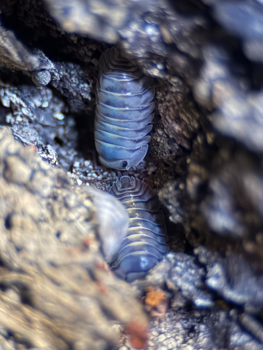 Armadillidae “Electric Blue” - 5 ct