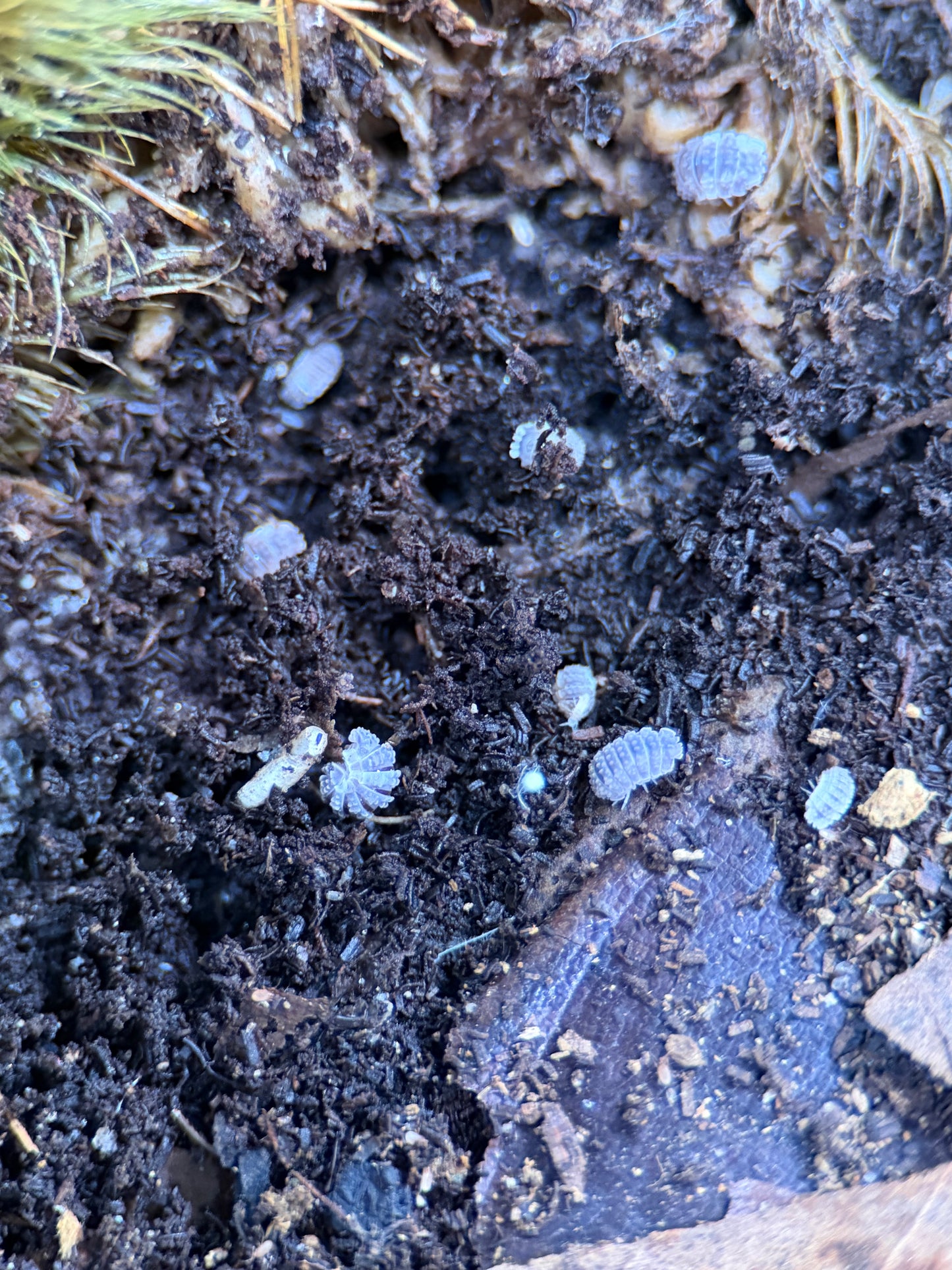 Reductoniscus Tuberculatus “Frosty Gator” - 5 ct