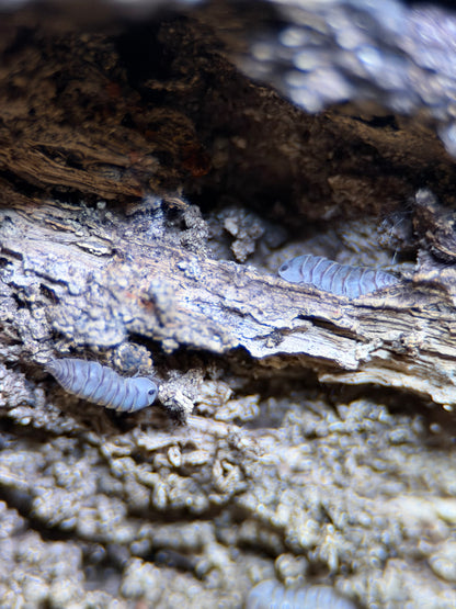 Armadillidae “Electric Blue” - 5 ct