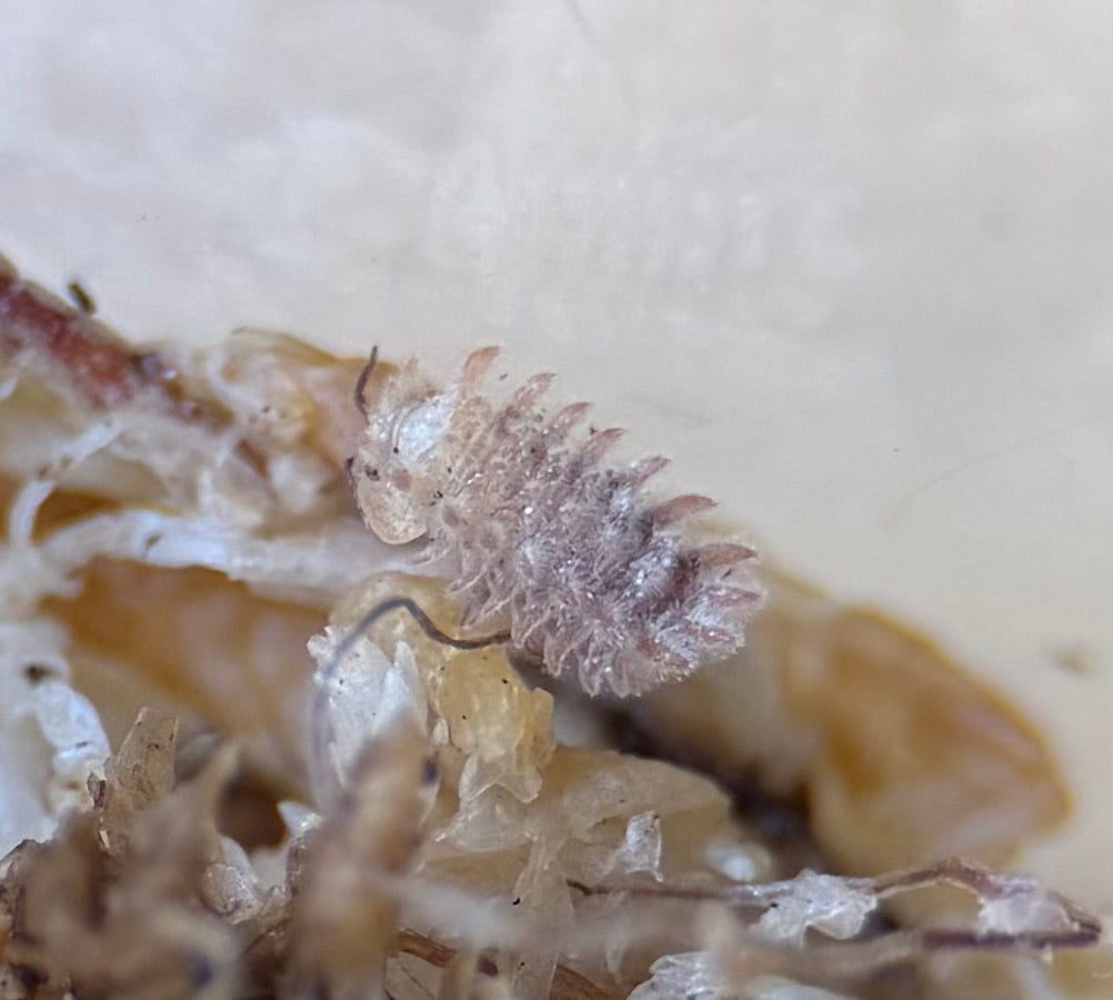 Armadillidae “Qilin” - 5 ct