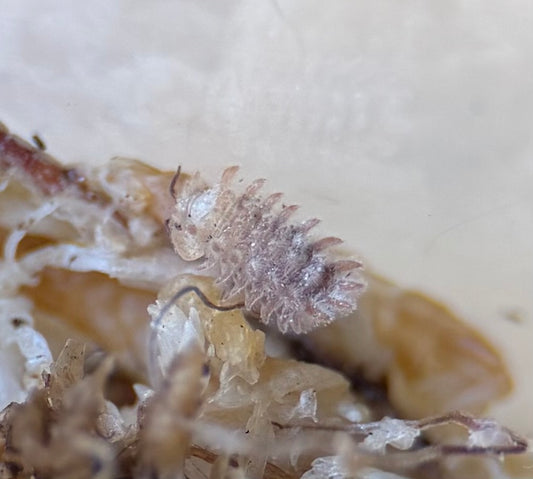 Armadillidae “Qilin” - 5 ct