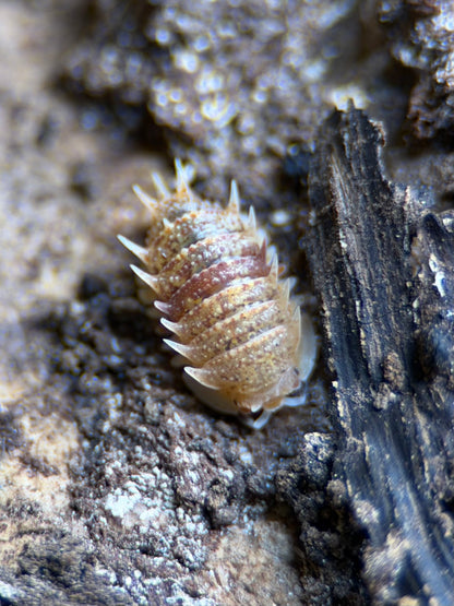 Pseudarmadillo “Spinosus” - 5 ct