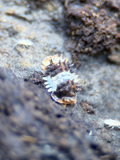 Cubaris “Thai Spike” - 5 ct