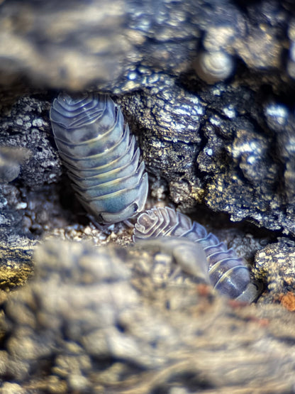 Armadillidae “Electric Blue” - 5 ct