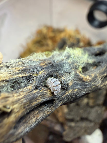 Reductoniscus Tuberculatus “Frosty Gator” - 5 ct
