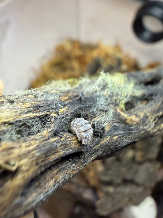 Reductoniscus Tuberculatus “Frosty Gator” - 5 ct