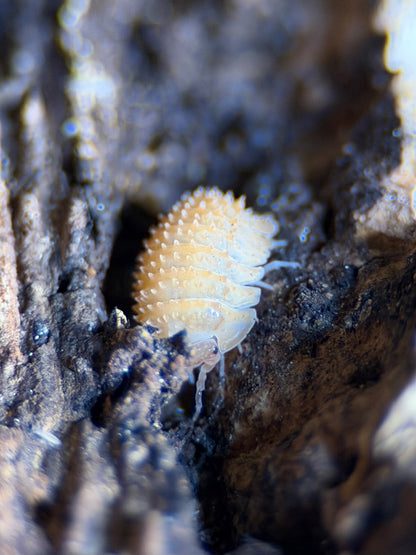 Cristarmadillidium Muricatum “Pineapple Spiky” - 10 ct